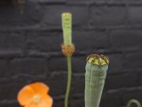 Papaver atlanticum 20, Donzige klaproos, Saxifraga-Ed Stikvoort