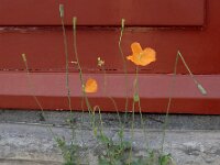 Papaver atlanticum 22, Donzige klaproos, Saxifraga-Ed Stikvoort