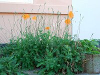 Papaver atlanticum 3, Donzige klaproos, Saxifraga-Ed Stikvoort