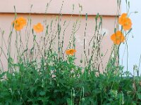 Papaver atlanticum 4, Donzige klaproos, Saxifraga-Ed Stikvoort