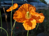 Papaver atlanticum 5, Donzige klaproos, Saxifraga-Ed Stikvoort