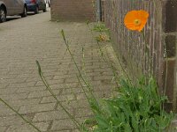 Papaver atlanticum 6, Donzige klaproos, Saxifraga-Jelle van Dijk