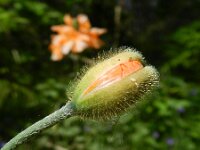 Papaver atlanticum 7, Donzige klaproos, Saxifraga-Rutger Barendse