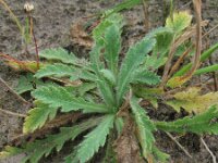 Papaver atlanticum 8, Donzige klaproos, Saxifraga-Rutger Barendse