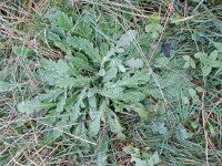 Papaver atlanticum 9, Donzige klaproos, Saxifraga-Rutger Barendse