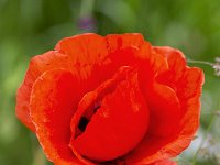 Common Poppy (Papaver rhoeas); closup of flower  Common Poppy (Papaver rhoeas); closup of flower : flower, flora, floral, nature, natural, growth, spring, springtime, beauty in nature, summer, summertime, petal, petals, outside, outdoor, nobody, no people, single flower, common poppy, poppy, papaver, papaver rhoeas, red, wild flower, colorful, corn poppy, corn rose, field poppy, Flanders poppy, red poppy, in flower, flowering, in bloom, plant, vascular plant