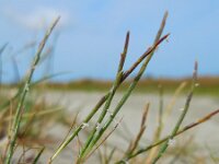 Parapholis strigosa 6, Dunstaart, Saxifraga-Ed Stikvoort