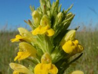 Parentucellia viscosa 35, Kleverige ogentroost, Saxifraga-Ed Stikvoort