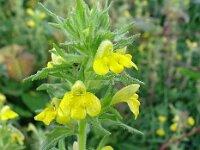 Parentucellia viscosa 53, Kleverige ogenstroost, Saxifraga-Hans Grotenhuis