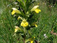 Parentucellia viscosa 55, Kleverige ogenstroost, Saxifraga-Hans Grotenhuis