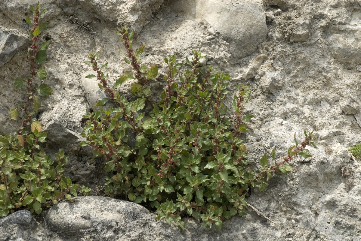 klein glaskruid