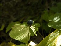 Paris quadrifolia 11, Eenbes, Saxifraga-Jan van der Straaten