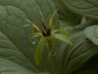 Paris quadrifolia 2, Eenbes, Saxifraga-Willem van Kruijsbergen