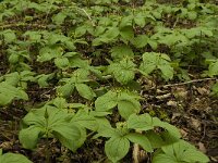 Paris quadrifolia 23, Eenbes, Saxifraga-Jan van der Straaten