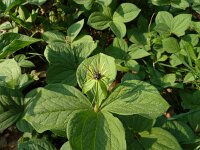 Paris quadrifolia 38, Eenbes, Saxifraga-Kees Laarhoven