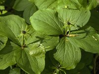 Paris quadrifolia 53, Eenbes, Saxifraga-Jan van der Straaten