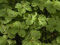 Paris quadrifolia 54, Eenbes, Saxifraga-Jan van der Straaten