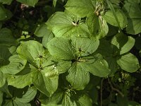 Paris quadrifolia 55, Eenbes, Saxifraga-Jan van der Straaten