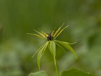 Paris quadrifolia 59, Eenbes, Saxifraga-Jan Nijendijk