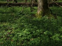 Paris quadrifolia 75, Eenbes, Saxifraga-Hans Boll