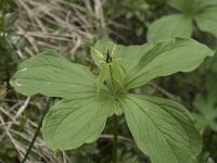 Paris quadrifolia 85, Eenbes, Saxifraga-Willem van Kruijsbergen