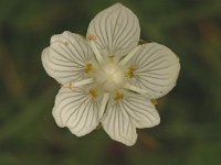 Parnassia palustris 2, Parnassia, Saxifraga-Marijke Verhagen
