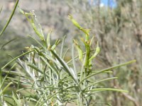 Parolinia glabriscula 2, Saxifraga-Rutger Barendse