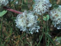 Paronychia argentea 3, Saxifraga-Jan van der Straaten