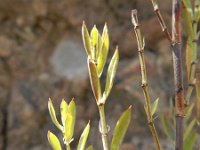 Paronychia canariensis 1, Saxifraga-Rutger Barendse