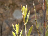 Paronychia canariensis 2, Saxifraga-Rutger Barendse