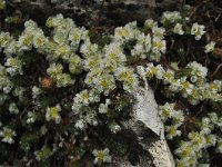 Paronychia rechingeri 2, Saxifraga-Harry Jans