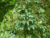 Parthenocissus inserta 5, Valse wingerd, Saxifraga-Hans Grotenhuis