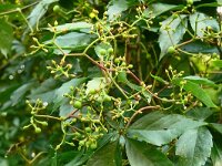 Parthenocissus inserta 6, Valse wingerd, Saxifraga-Hans Grotenhuis