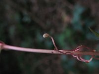 Parthenocissus quinquefolia 1, Vijfbladige wingerd, Saxifraga-Rutger Barendse