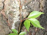 Parthenocissus quinquefolia 2, Vijfbladige wingerd, Saxifraga-Rutger Barendse