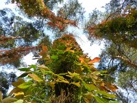 Parthenocissus quinquefolia 3, Vijfbladige wingerd, Saxifraga-Rutger Barendse