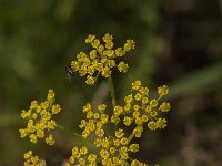 Pastinaca sativa  15, Pastinaak, Saxifraga-Jan van der Straaten