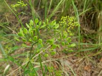Pastinaca sativa ssp sativa 10, Saxifraga-Rutger Barendse