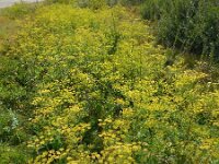 Pastinaca sativa ssp sativa 6, Pastinaak, Saxifraga-Ed Stikvoort