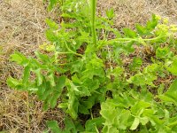 Pastinaca sativa ssp sativa 8, Saxifraga-Rutger Barendse