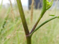 Pastinaca sativa ssp sativa 9, Saxifraga-Rutger Barendse