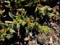Patellifolia procumbens 1, Saxifraga-Ed Stikvoort