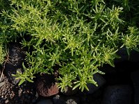 Patellifolia procumbens 10, Saxifraga-Ed Stikvoort