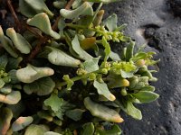 Patellifolia procumbens 2, Saxifraga-Ed Stikvoort