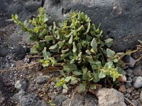 Patellifolia procumbens 4, Saxifraga-Ed Stikvoort