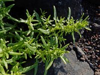 Patellifolia procumbens 5, Saxifraga-Ed Stikvoort