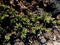 Patellifolia procumbens 7, Saxifraga-Ed Stikvoort