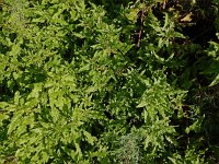 Patellifolia procumbens 8, Saxifraga-Ed Stikvoort