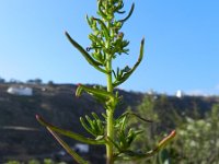 Patellifolia webbiana 1, Saxifraga-Rutger Barendse