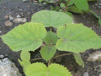 Paulownia tomentosa 2, Anna Paulownaboom, Saxifraga-Rutger Barendse